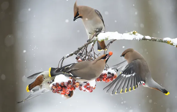 Картинка зима, свиристель, птиці