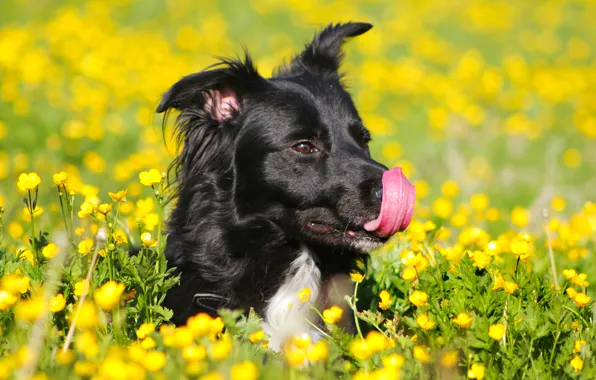 Картинка поле, язык, цветы, жёлтый, чёрный, собака, зелёный, лютики