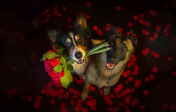 Картинка собаки, цветы, друзья