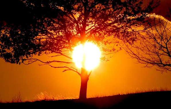 Картинка солнце, закат, дерево, тень