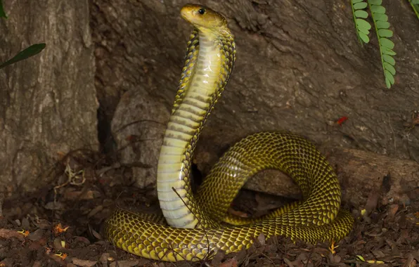 Картинка змея, кобра, хладнокровное животное