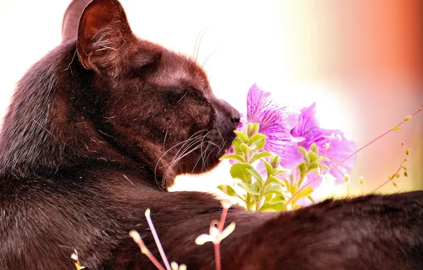 Картинка кот, кошак, котяра, цветочек, принюхивается