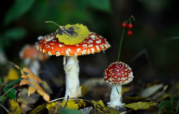 Картинка осень, лес, листья, природа, грибы, мухомор