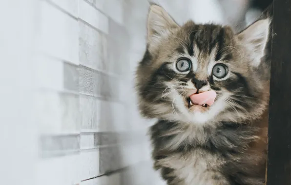 Язык, кошка, взгляд, котенок, серый, стена, доски, пушистый