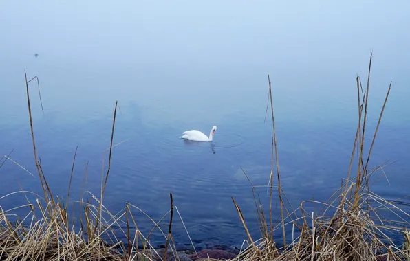 Swan, sea, bird, water, lake