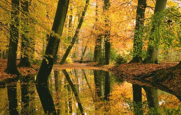 Картинка осень, лес, природа, озеро, отражение