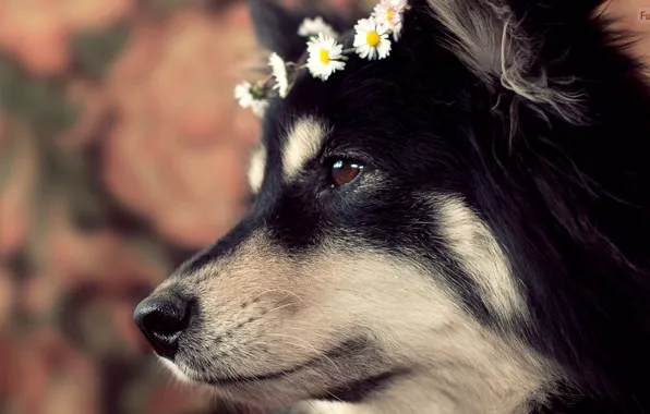White, black, dog, wolf, animald