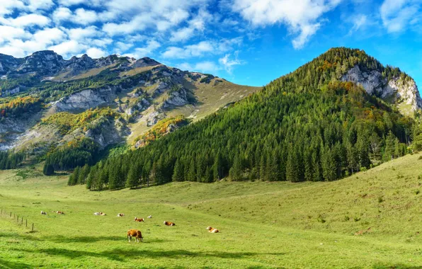 Поле, лес, облака, свет, горы, синева, отдых, склоны