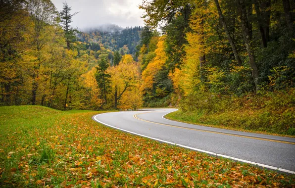 Дорога, осень, лес, Tennessee, Теннесси, Great Smoky Mountains National Park, Национальный парк Грейт-Смоки-Маунтинс