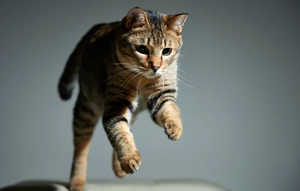 Кошка, кот, фон, прыжок