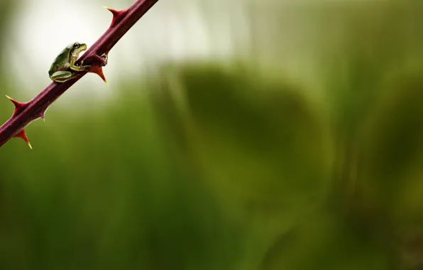 Картинка лягушка, ветка, шипы, frog, branch, thorns