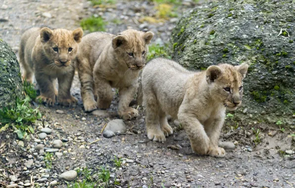 Кошка, детёныш, котёнок, львята, трио, львёнок, ©Tambako The Jaguar