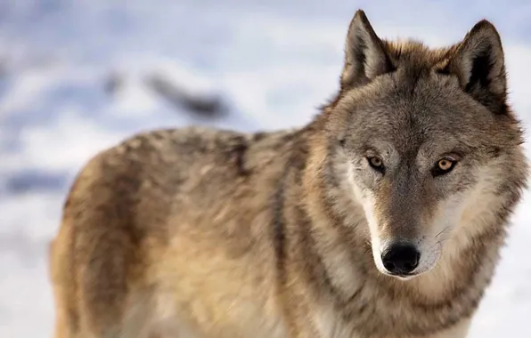 Nature, face, animal, wolf, wildlife, head, fur, mammal