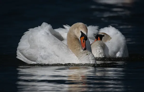 Вода, птицы, пара, лебедь, белые, лебеди, водоем, боке