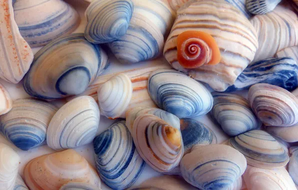 Море, краски, берег, раковина, ракушки