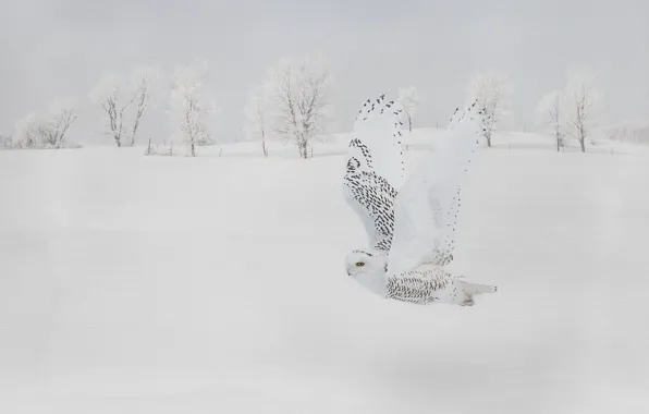 Зима, снег, полет, сова, полярная сова