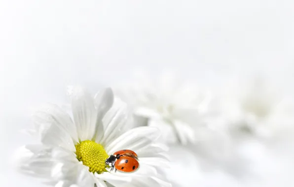 Flower, White, Ladybug