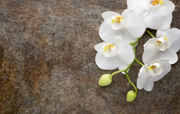 Цветы, белая, white, бутоны, орхидея, flowers, orchid