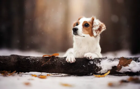 Картинка зима, листья, снег, природа, животное, собака, бревно, пёс
