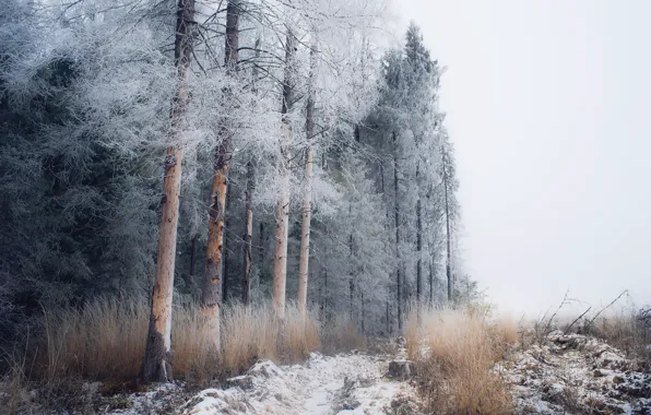 Зима, иней, лес, снег, туман