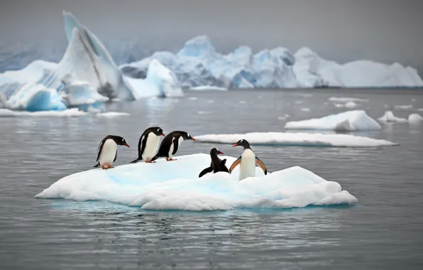 Картинка природа, океан, пингвины, льды, Антарктика, Александр Перов
