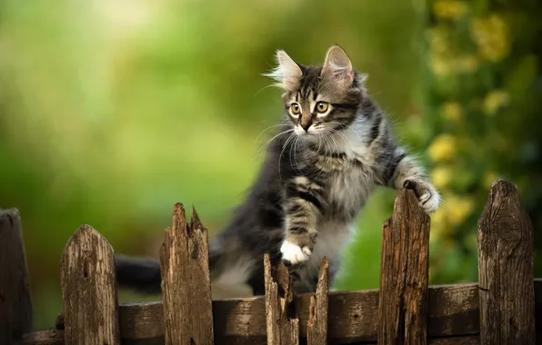 Забор, котёнок, Юрий Коротун
