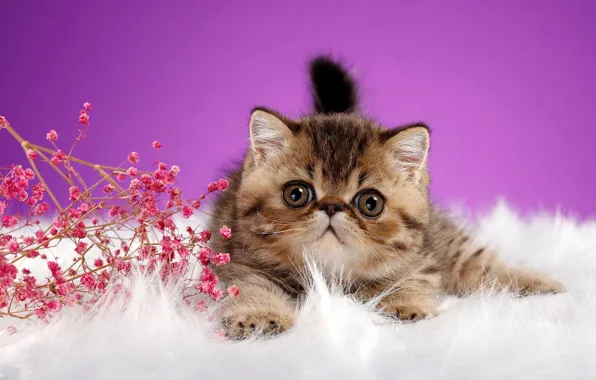 Кошка, белый, глаза, взгляд, поза, котенок, фон, сиреневый