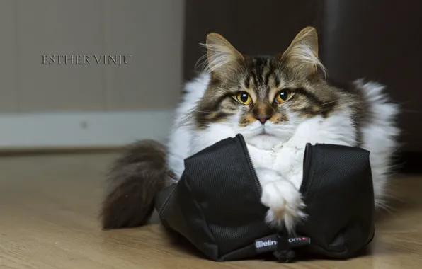 Картинка кошка, кот, сумка