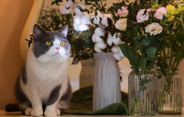 Кошка, кот, взгляд, свет, цветы, букет, сидит, желтые глаза