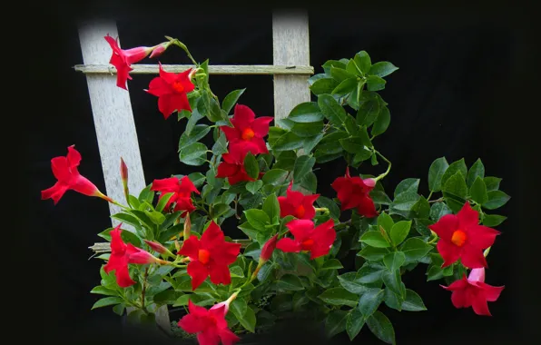 Картинка листья, фон, растение, лепестки, мандевилла