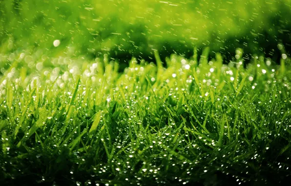 Зелень, трава, капли, брызги, природа, фон, газон, обои