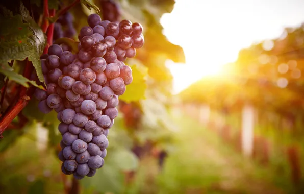 Sunset, grapes, plant, vineyard