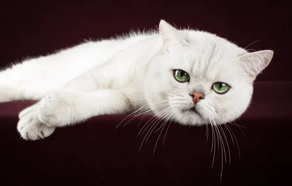 Кошка, белый, поза, темный фон, котенок, лежит, мордашка, фотосессия