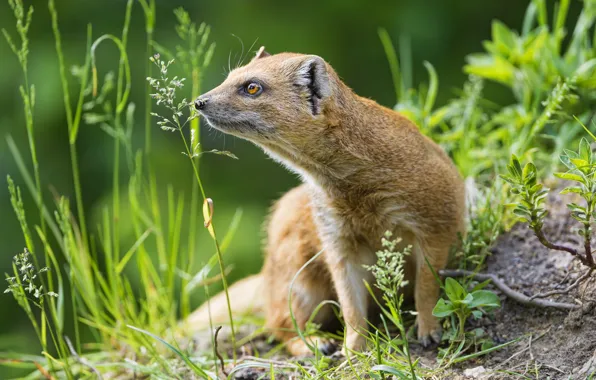 Картинка лето, трава, мангуст, ©Tambako The Jaguar