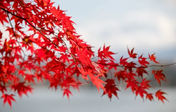 Осень, листья, дерево, colorful, красные, red, клен, autumn