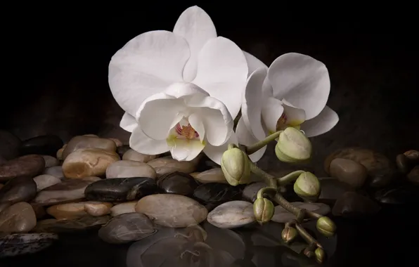 Картинка цветок, вода, камни, орхидея