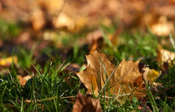 Картинка осень, трава, лист, клен