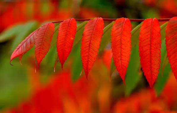 Картинка осень, листья, краски, ветка, багрянец