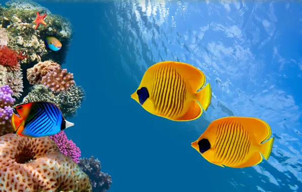 Картинка океан, рыба, Таиланд, Thailand, под водой, underwater, ocean, риф