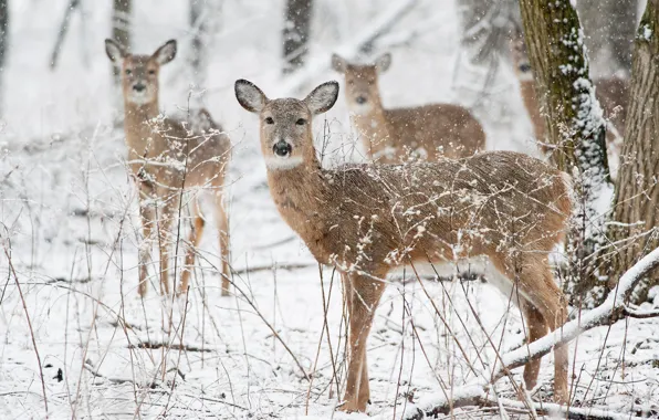 Winter, deer, wildlife, snowing