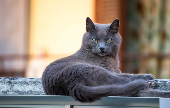 Кошка, кот, взгляд, поза, мордашка