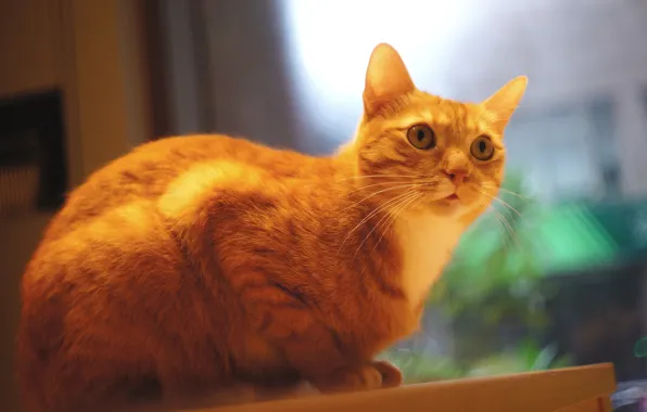 Картинка кошка, кот, взгляд, стол, стена, окно, рыжий, сидит