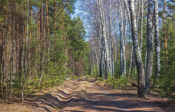 Лес, весна, березы, сосны, Руслан Востриков