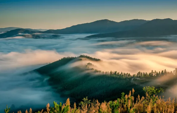 Картинка небо, деревья, горы, туман, утро