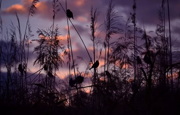 Картинка закат, птицы, природа, воробьи, Serena Pirredda Photography