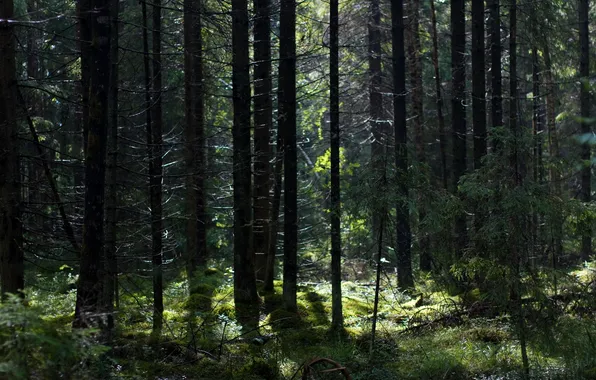 Картинка лес, свет, мох, пень