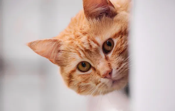 Картинка кошка, кот, морда, портрет, рыжая, котёнок, светлый фон, выглядывает