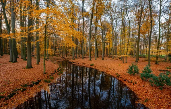 Осень, лес, река