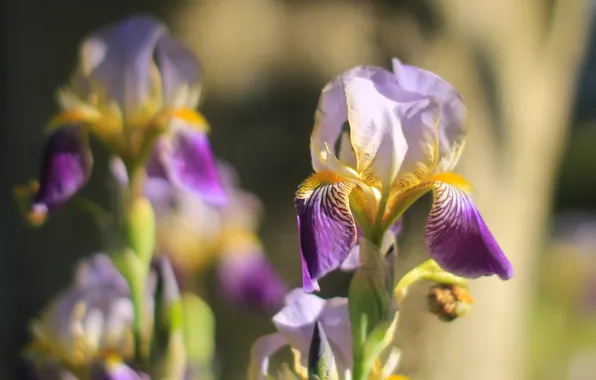 Garden, blooming, lilia