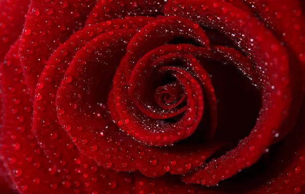 Картинка цветок, вода, капли, лепестки, красная роза